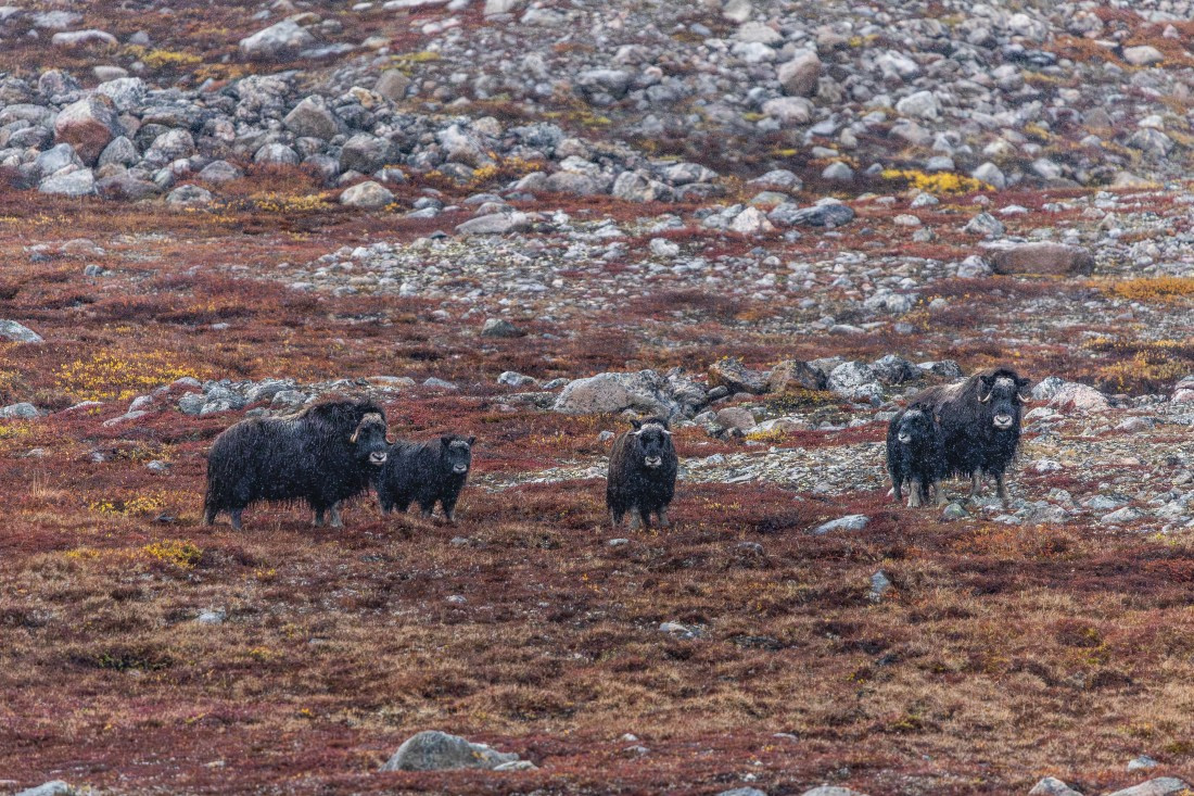 HDS12-25, Day 5,  5D5A3727.jpg © Unknown photographer - Oceanwide Expeditions.jpg