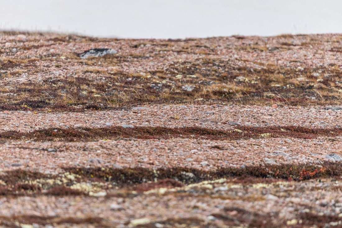 HDS12-25, Day 6,  5D5A3751.jpg © Unknown photographer - Oceanwide Expeditions.jpg