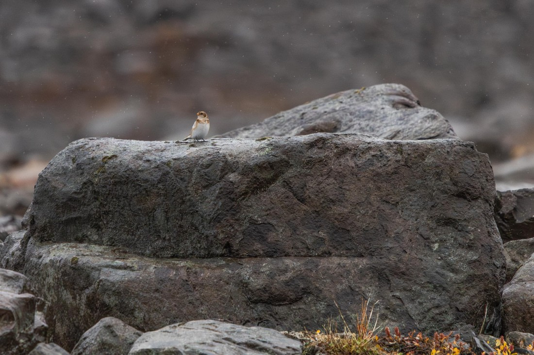 HDS12-25, Day 7,  5D5A3753.jpg © Unknown photographer - Oceanwide Expeditions.jpg