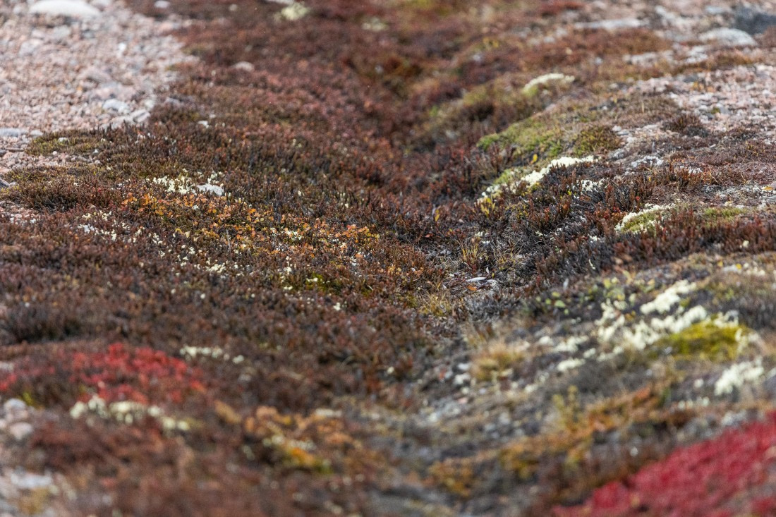 HDS12-25, Day 6,  5D5A3752.jpg © Unknown photographer - Oceanwide Expeditions.jpg