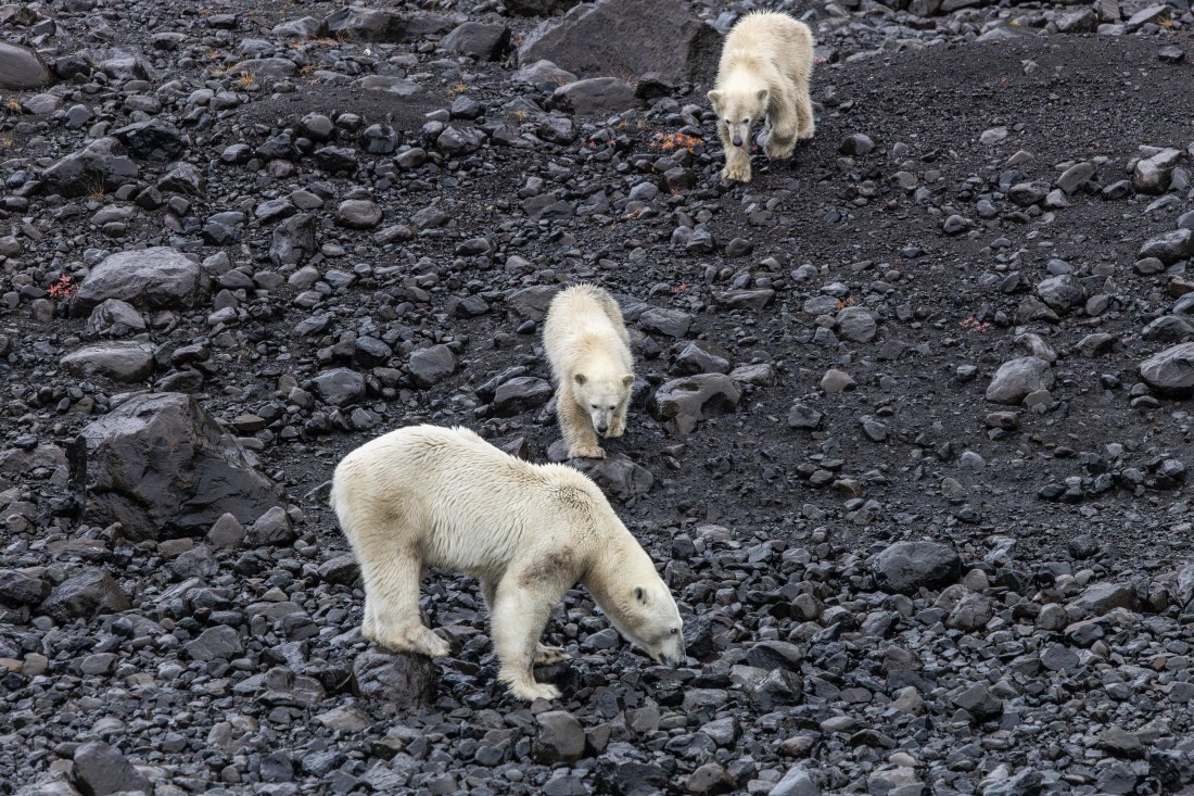 HDS12-25, Day 7,  5D5A6669.jpg © Unknown photographer - Oceanwide Expeditions.jpg