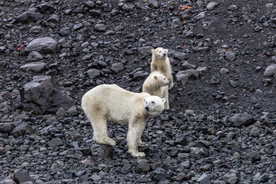 HDS12-25, Day 7,  5D5A6674.jpg © Unknown photographer - Oceanwide Expeditions.jpg