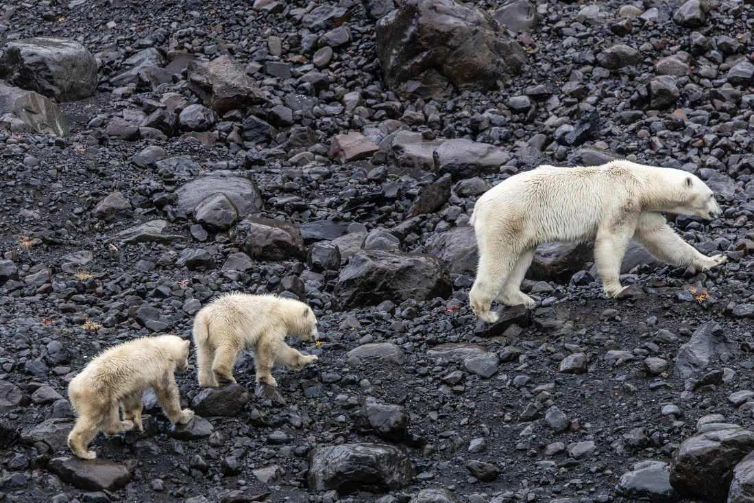 HDS12-25, Day 7,  5D5A6680.jpg © Unknown photographer - Oceanwide Expeditions.jpg