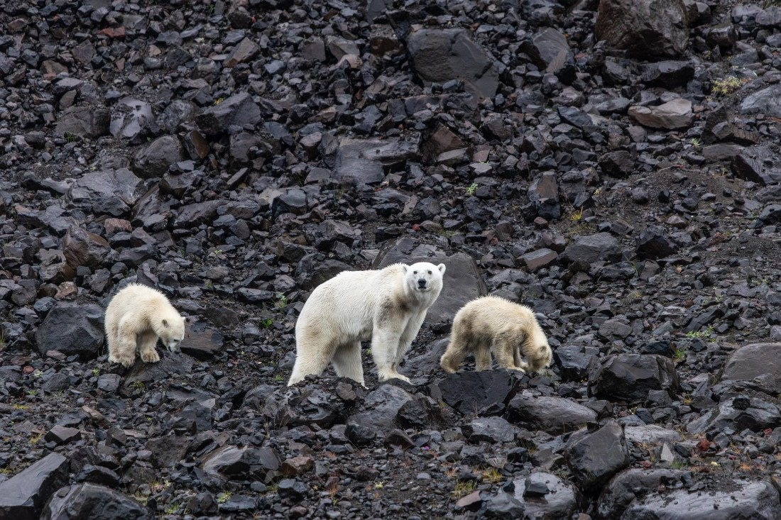 HDS12-25, Day 7,  5D5A6706.jpg © Unknown photographer - Oceanwide Expeditions.jpg