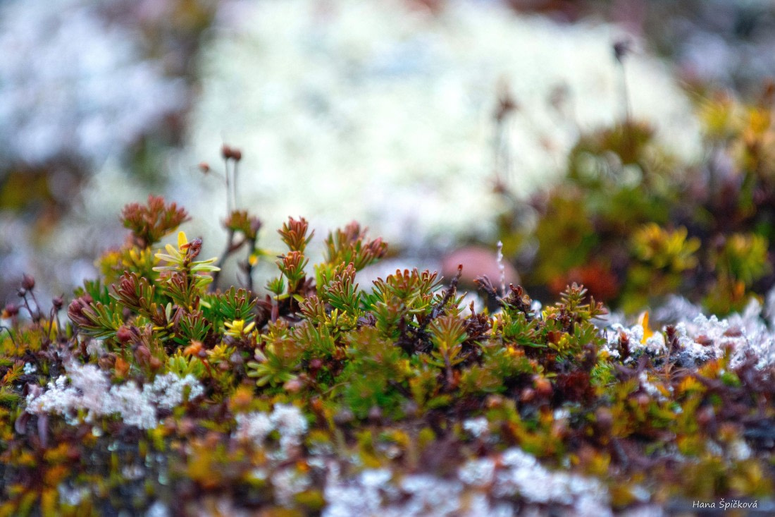 HDS12-25, Day 8,  _DSC7907 Hana.jpg © Hana Spickova - Oceanwide Expeditions.jpg