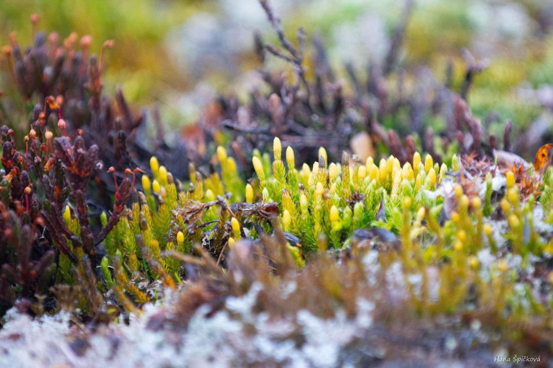 HDS12-25, Day 8,  _DSC7908 Hana.jpg © Hana Spickova - Oceanwide Expeditions.jpg