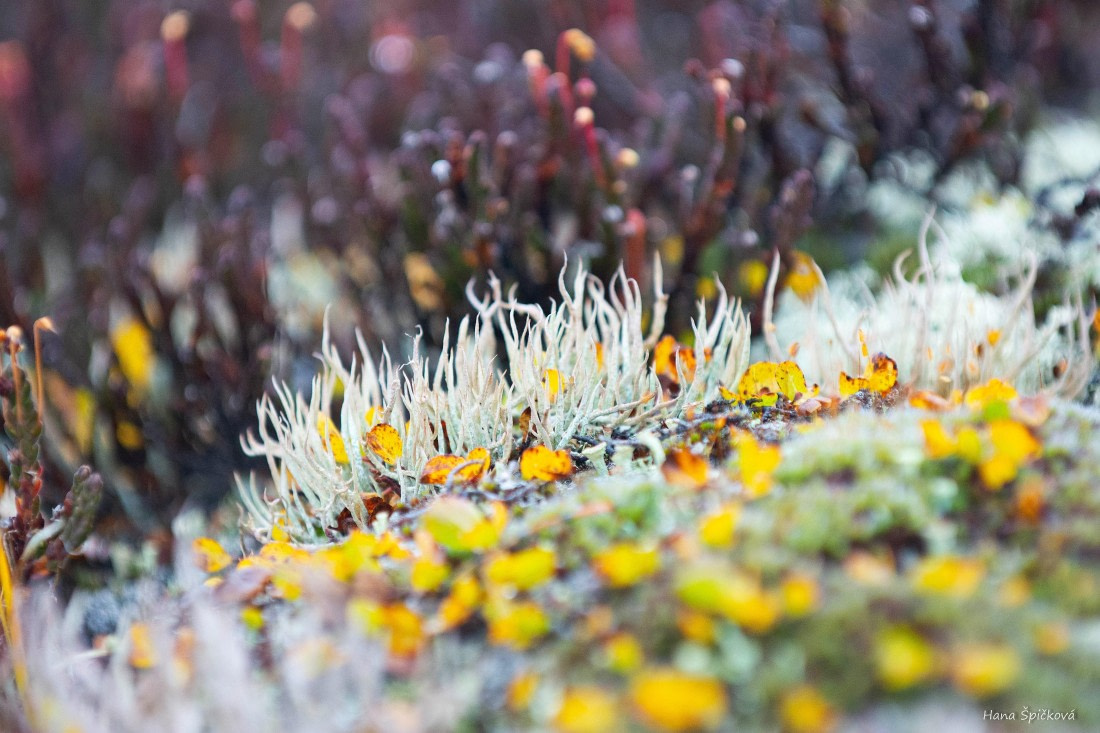 HDS12-25, Day 8,  _DSC7919 Hana.jpg © Hana Spickova - Oceanwide Expeditions.jpg