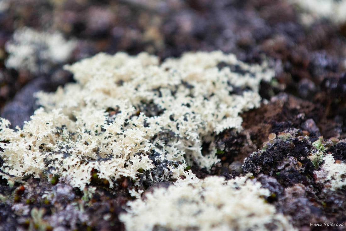 HDS12-25, Day 8,  _DSC7924 Hana.jpg © Hana Spickova - Oceanwide Expeditions.jpg