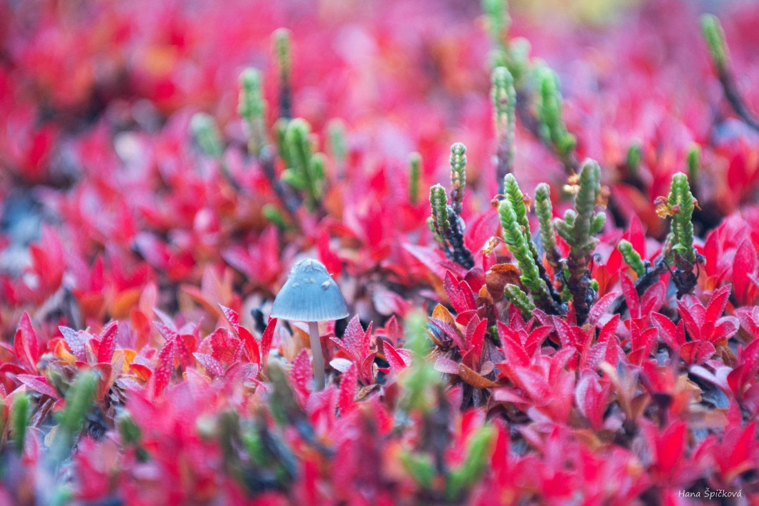 HDS12-25, Day 8,  _DSC7933 Hana.jpg © Hana Spickova - Oceanwide Expeditions.jpg