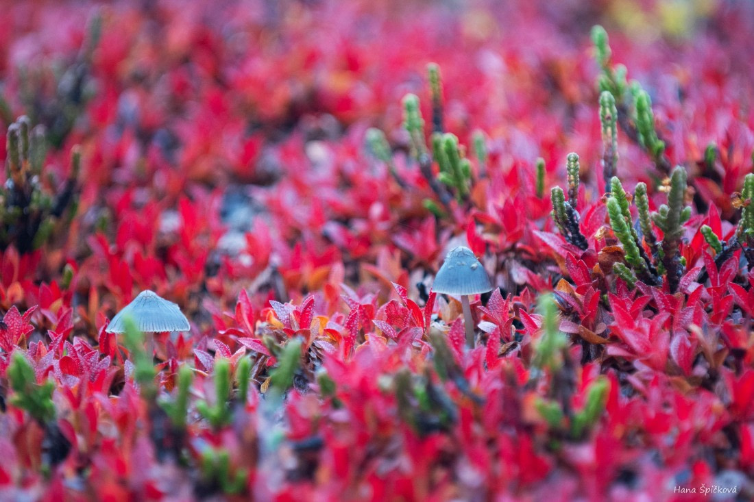 HDS12-25, Day 8,  _DSC7934 Hana.jpg © Hana Spickova - Oceanwide Expeditions.jpg