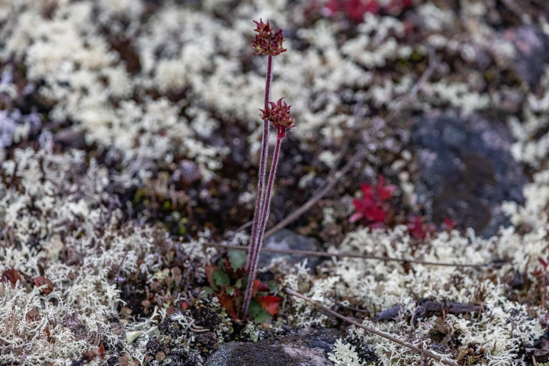 HDS12-25, Day 8,  5D5A6739.jpg © Unknown photographer - Oceanwide Expeditions.jpg