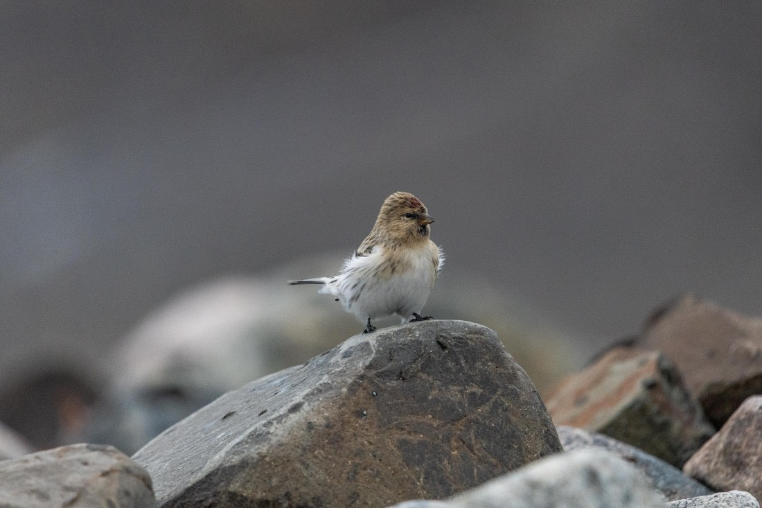 HDS12-25, Day 8,  5D5A6810.jpg © Unknown photographer - Oceanwide Expeditions.jpg