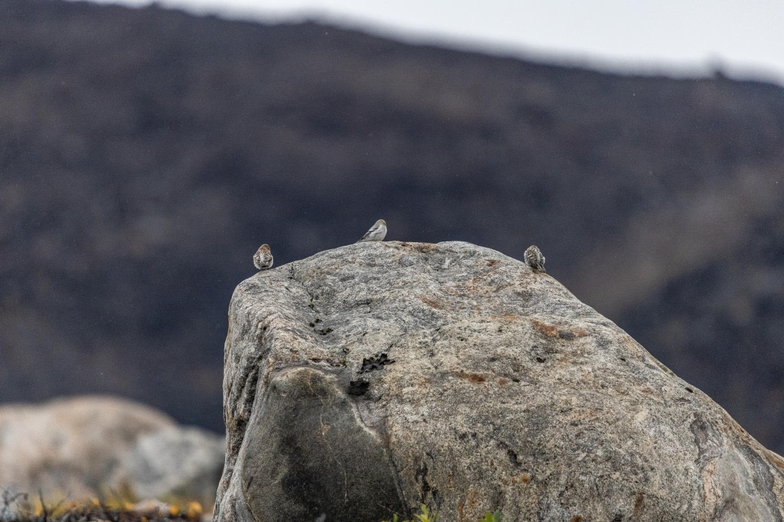 HDS12-25, Day 8,  5D5A6812.jpg © Unknown photographer - Oceanwide Expeditions.jpg