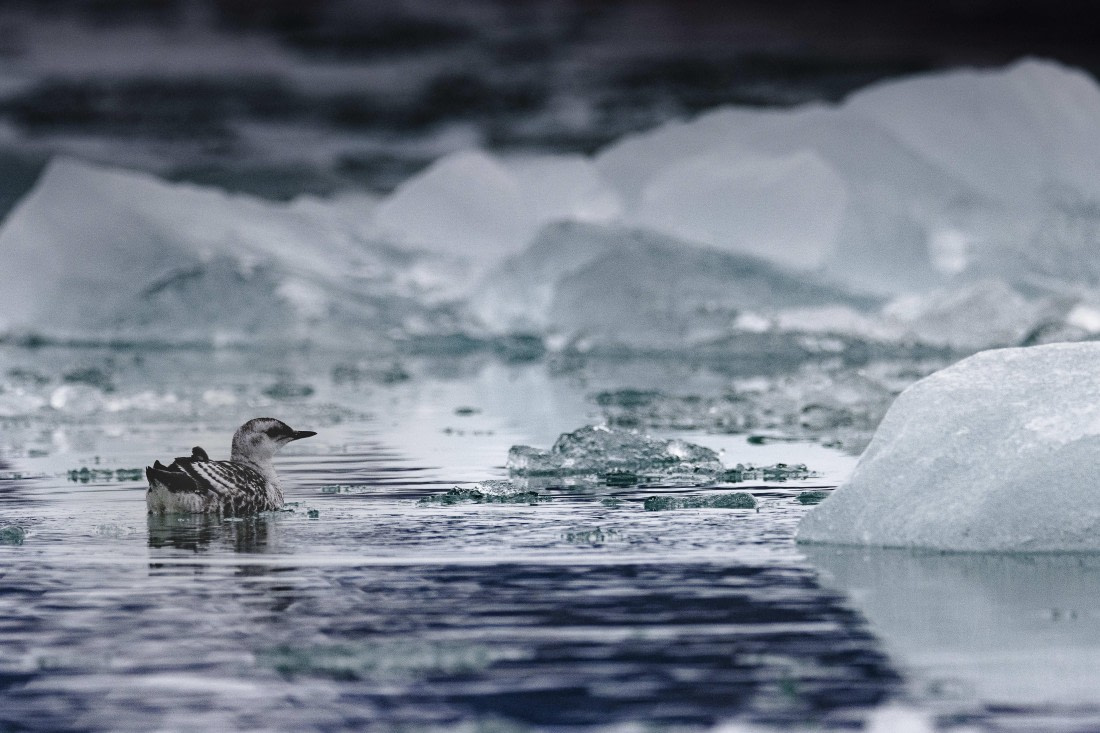 Swimming around that strange black thing