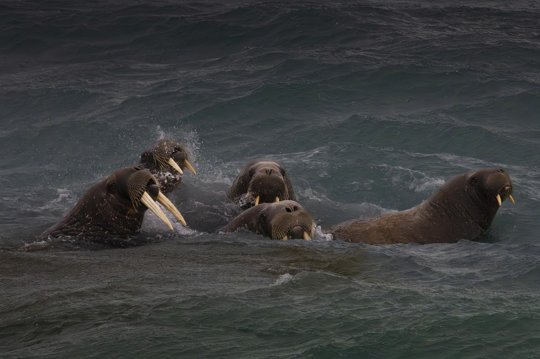 A gaggle of curious guys