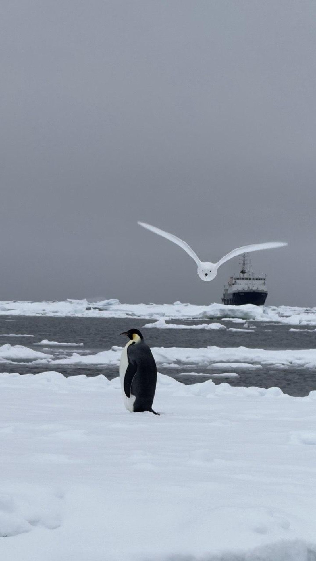 WhiteStorm_EmperiorPenguin_Ship