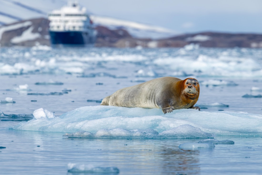 Bearded Seal