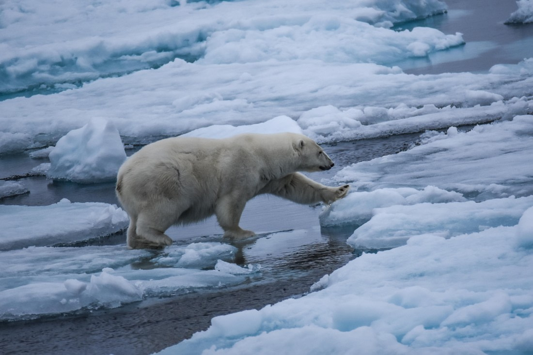The encounter: polar bear on pack ice
