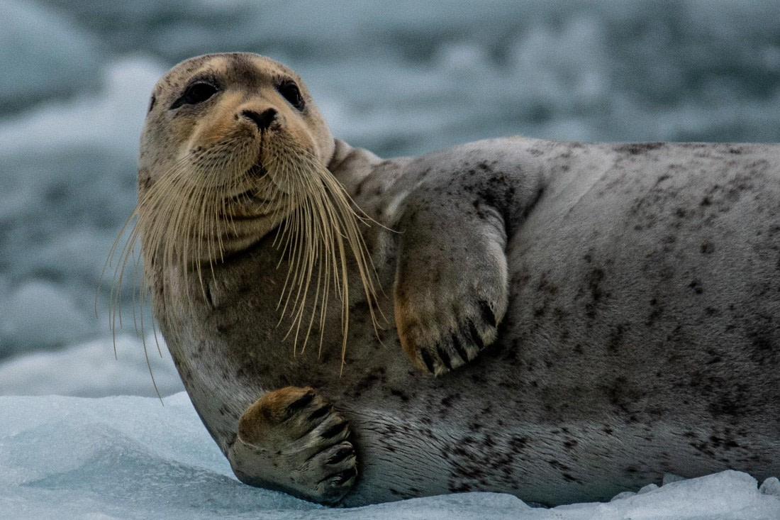 Bearded Seal at Lilliehöökbreen