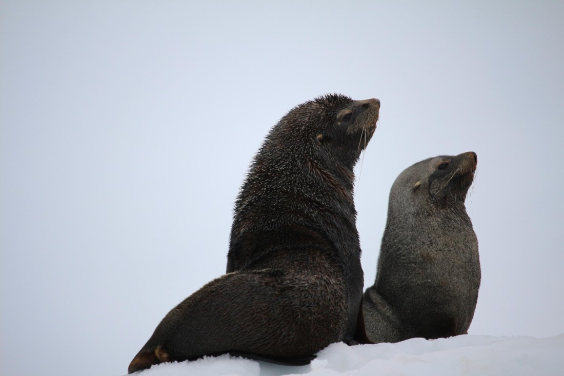 Looking together in the same direction