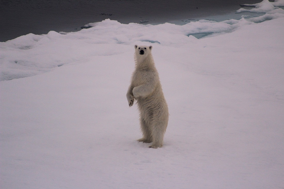 Arctic fox and Reindeer at Sundneset - Arctic Companions