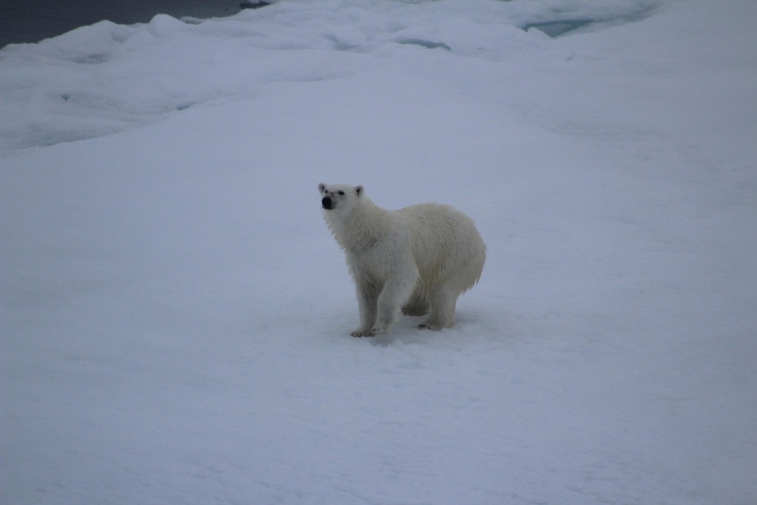 White Monarch Rising – at 82° North (part 1)