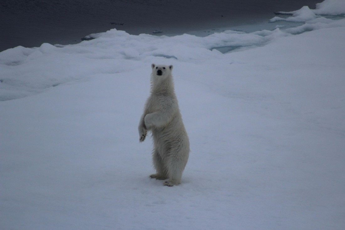 White Monarch Rising – at 82° North (part 2)