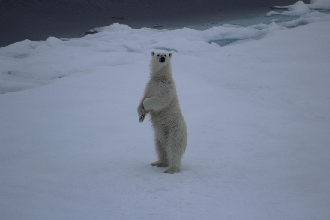 White Monarch Rising – at 82° North (part 3)