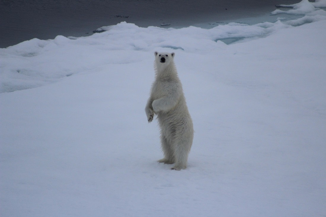 White Monarch Rising – at 82° North (part 4)