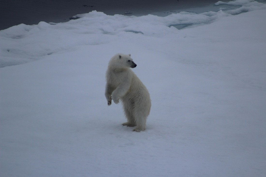 White Monarch Rising – at 82° North (part 6)