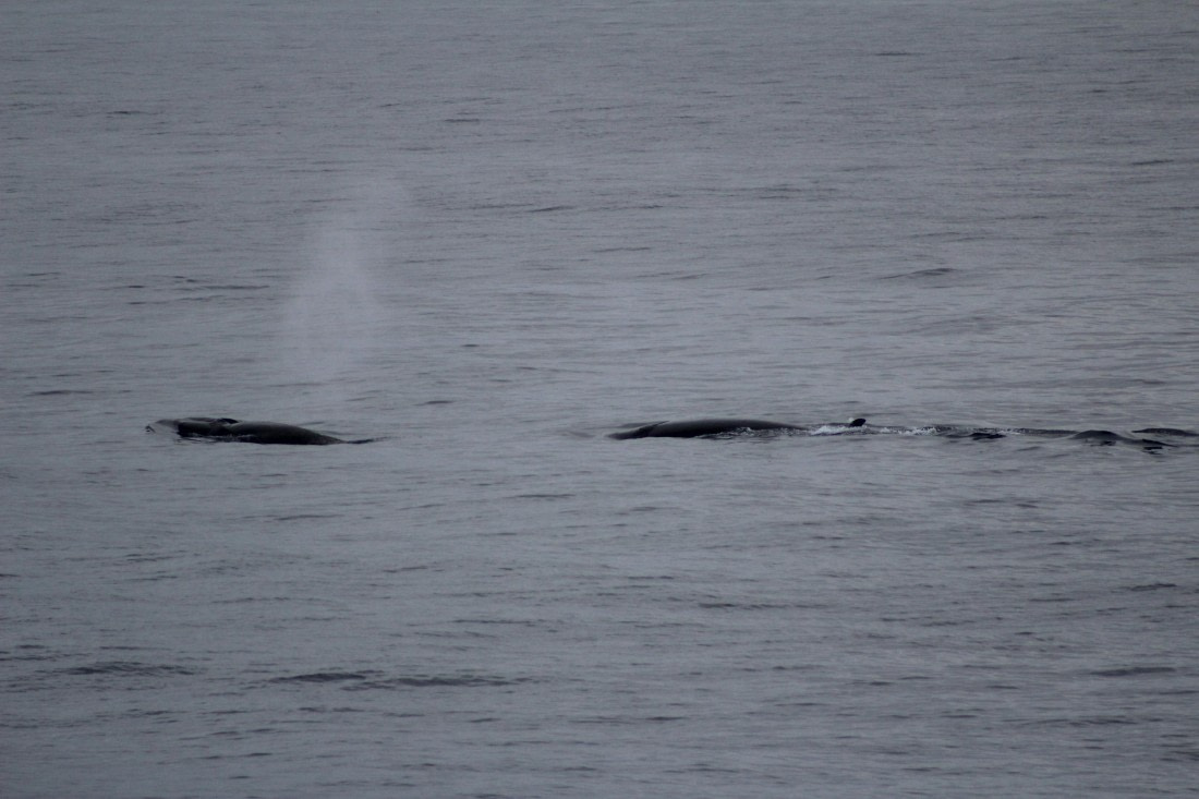 Sei whales surfacing at 78° North (heading from Isfjorden into Greenland Sea near Prins Karls Forland)