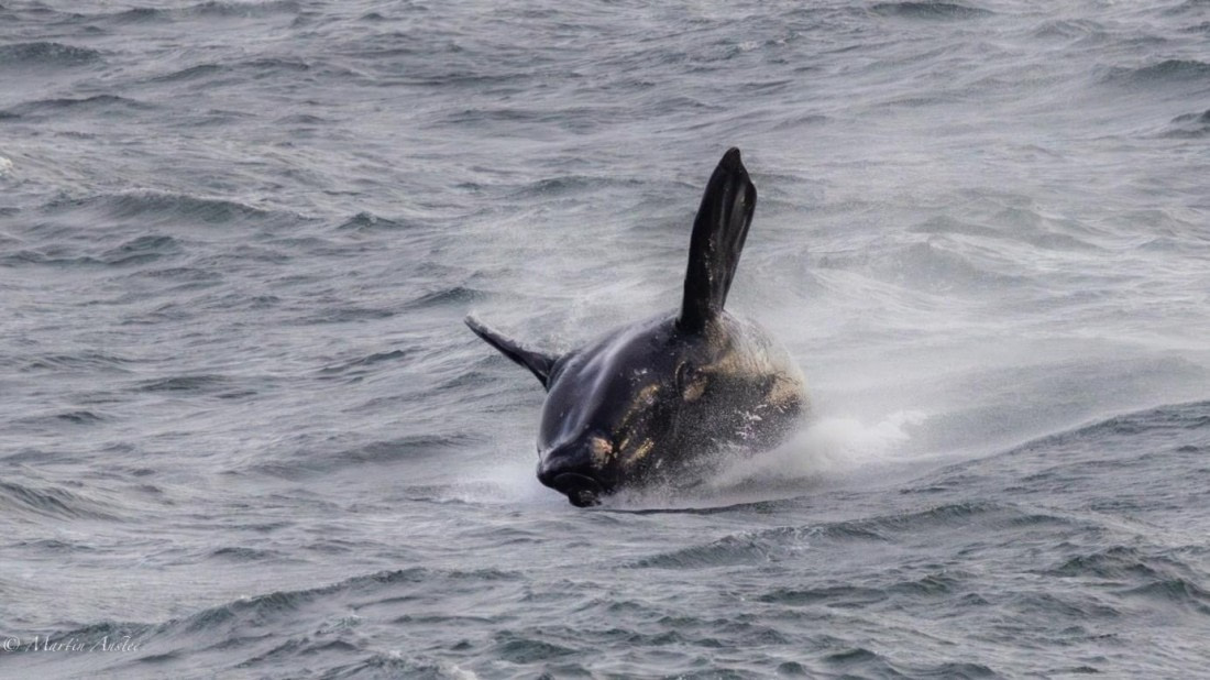 OTL21-25, Day 1, Picture3.jpg © Martin Anstee - Oceanwide Expeditions.jpg