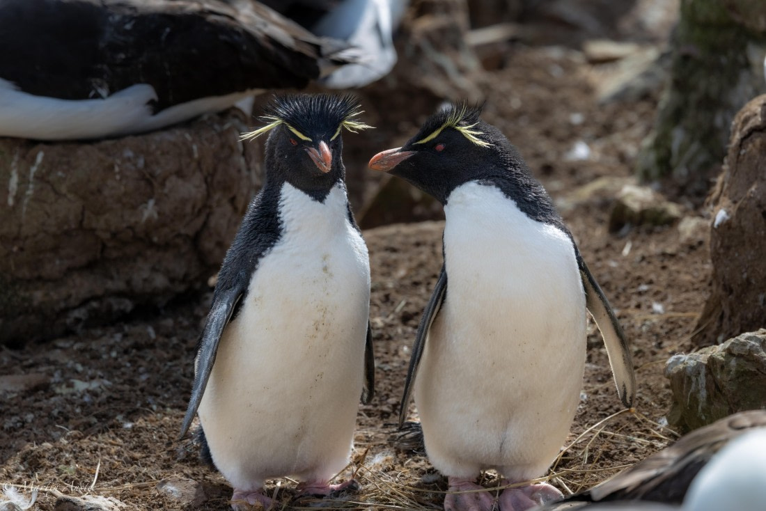 OTL21-25, Day 3, 0Q9A8929.jpg © Martin Anstee - Oceanwide Expeditions.jpg