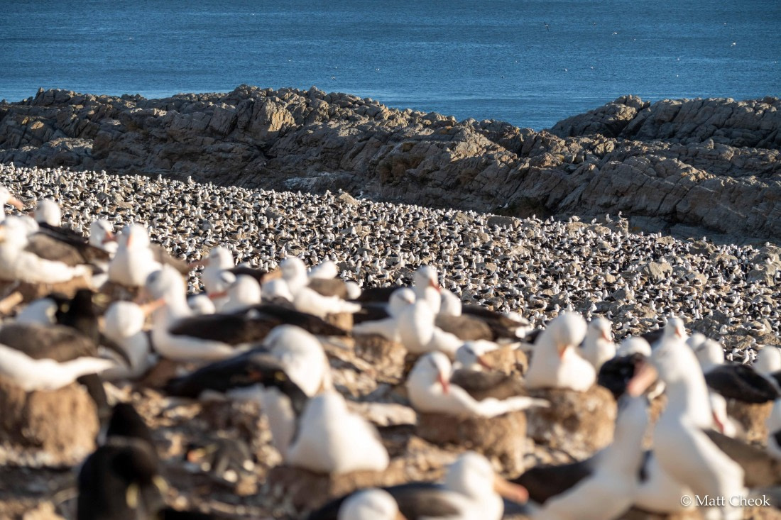 OTL21-25, Day 3, Matt Cheok - Day 3 - Steeple Jason-3.jpg © Matt Cheok - Oceanwide Expeditions.jpg