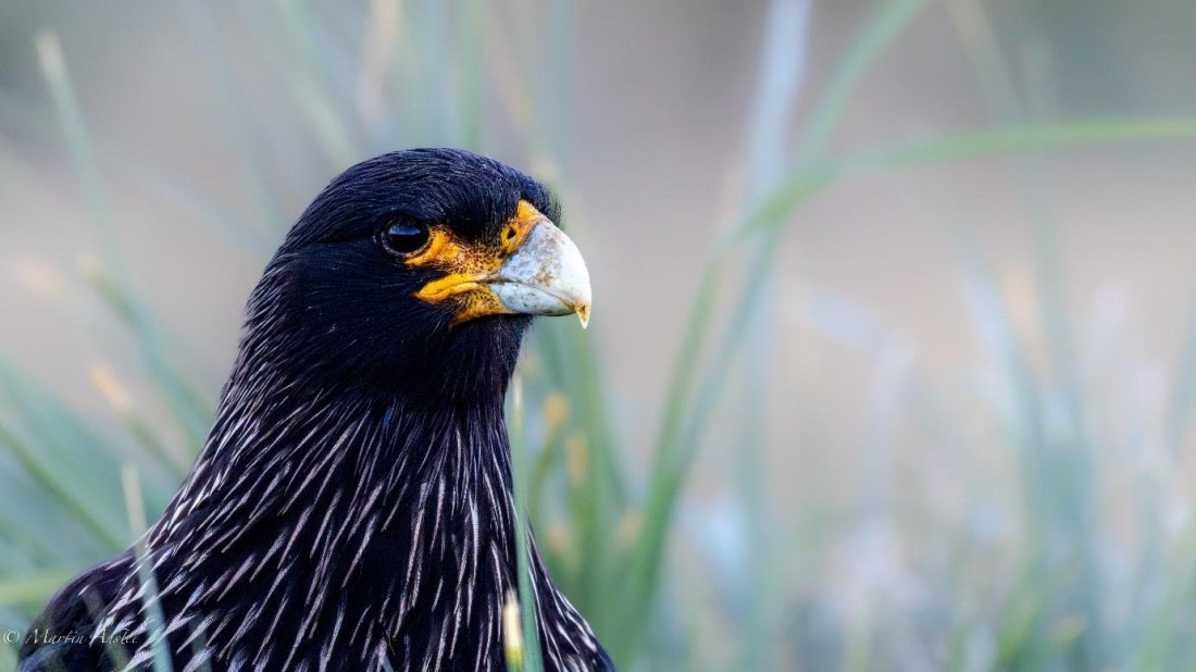 OTL21-25, Day 3, Picture12.jpg © Martin Anstee - Oceanwide Expeditions.jpg