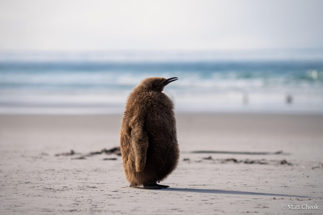 OTL21-25, Day 4, Matt Cheok - Day 4 - Saunders, Carcass-11.jpg © Matt Cheok - Oceanwide Expeditions.jpg