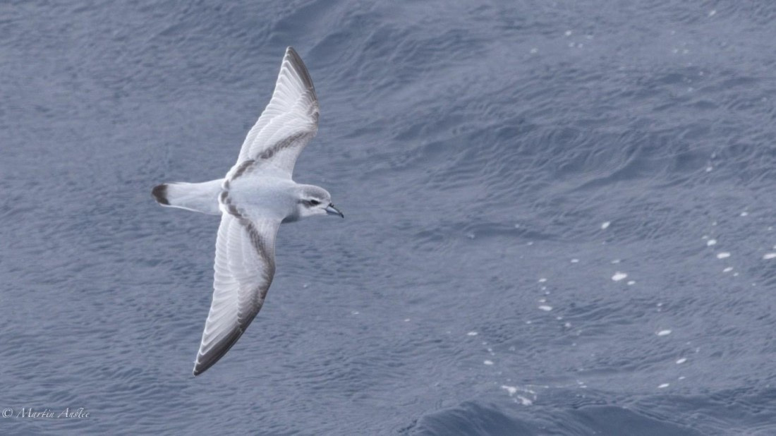 OTL21-25, Day 6, Picture23.jpg © Martin Anstee - Oceanwide Expeditions.jpg