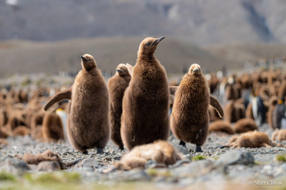 OTL21-25, Day 8, Matt Cheok - Day 8 - 29 October 2025, Fortuna, Stromness-4.jpg © Matt Cheok - Oceanwide Expeditions.jpg