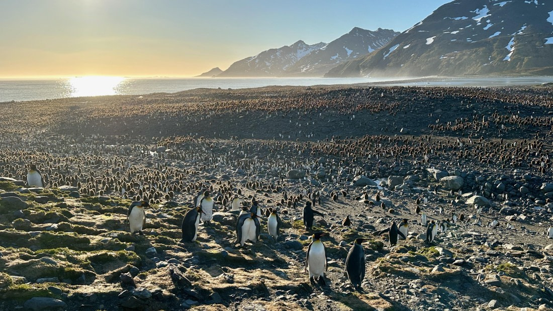 OTL21-25, Day 9, St. Andrew's Bay King colony.jpeg © Allan White - Oceanwide Expeditions.jpeg