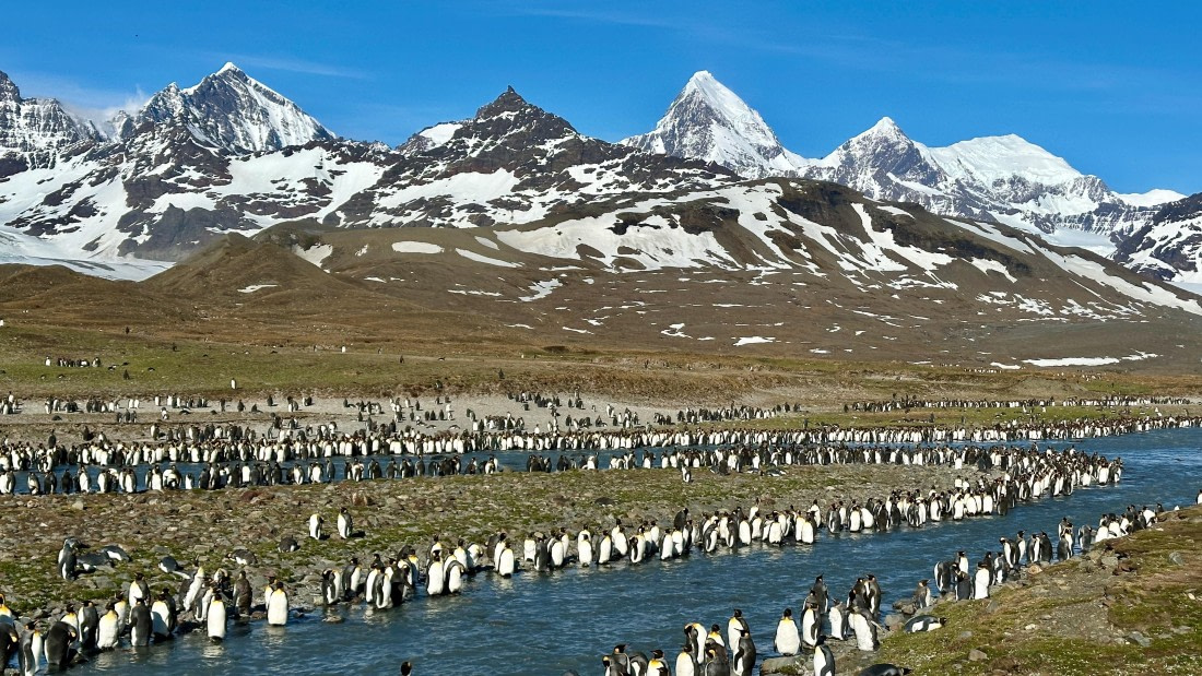 OTL21-25, Day 9, St. Andrew's Bay river.jpeg © Allan White - Oceanwide Expeditions.jpeg