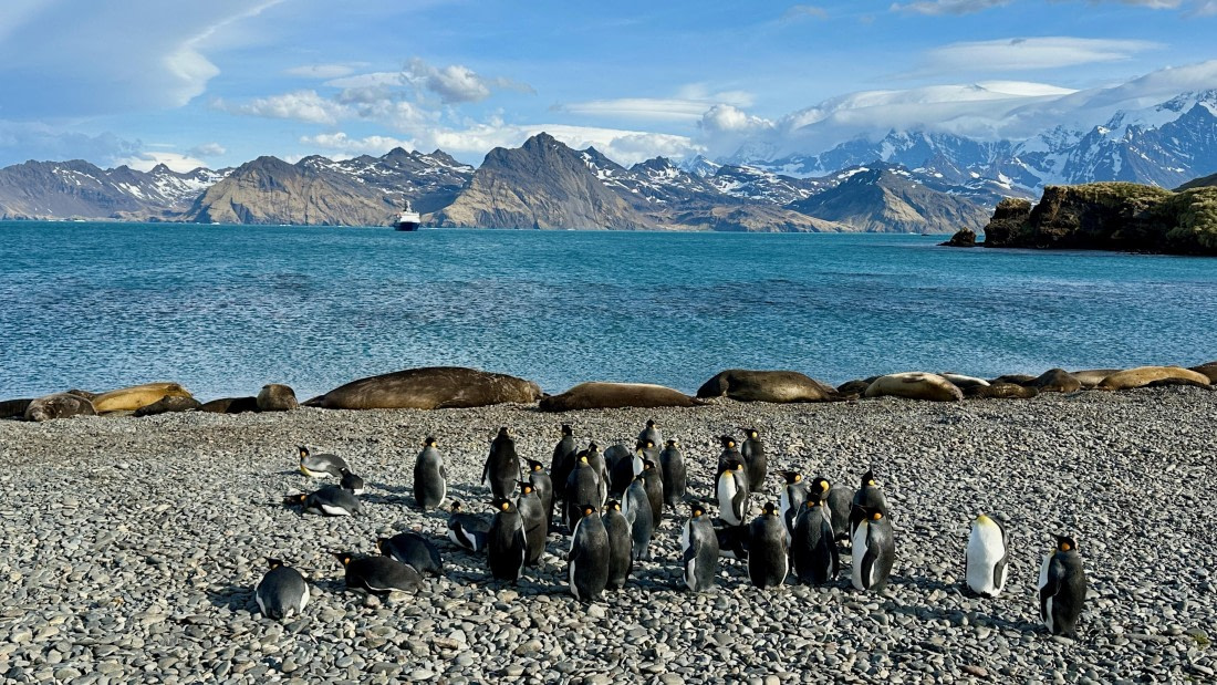 OTL21-25, Day 10, Jason Harbour beach.jpeg © Allan White - Oceanwide Expeditions.jpeg