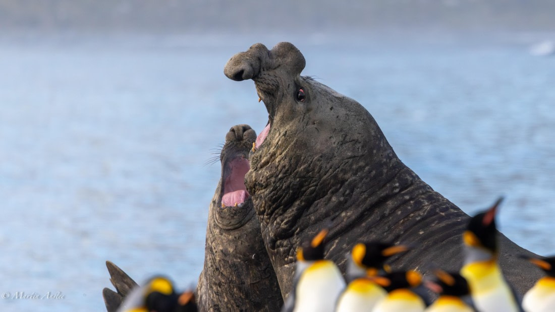 OTL21-25, Day 11, 0Q9A3511.jpg © Martin Anstee - Oceanwide Expeditions.jpg