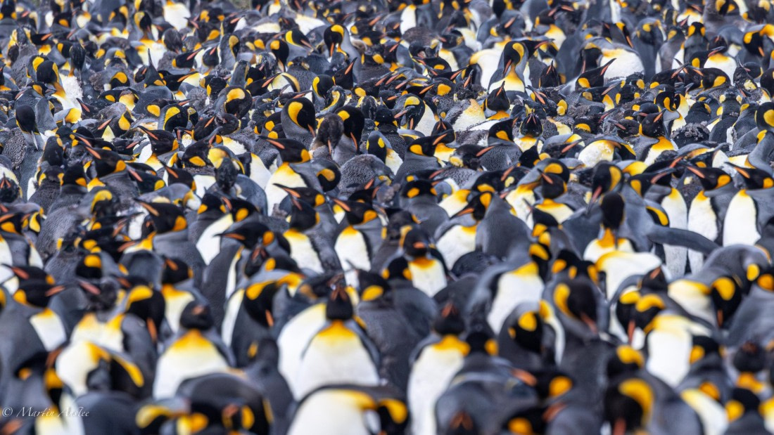 OTL21-25, Day 11, 0Q9A3521.jpg © Martin Anstee - Oceanwide Expeditions.jpg