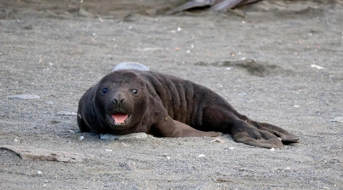 OTL21-25, Day 11, Picture39.jpg © Unknown photographer - Oceanwide Expeditions.jpg