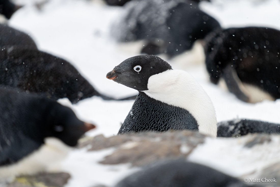 OTL21-25, Day 13, Matt Cheok - 3 November 2025 - South Orkneys-2.jpg © Matt Cheok - Oceanwide Expeditions.jpg