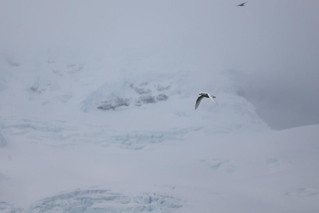 OTL21-25, Day 13, Picture47.jpg © Unknown photographer - Oceanwide Expeditions.jpg