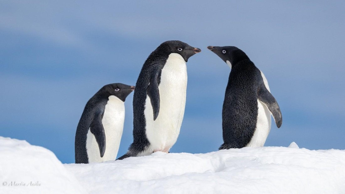 OTL21-25, Day 15, Picture51.jpg © Martin Anstee - Oceanwide Expeditions.jpg