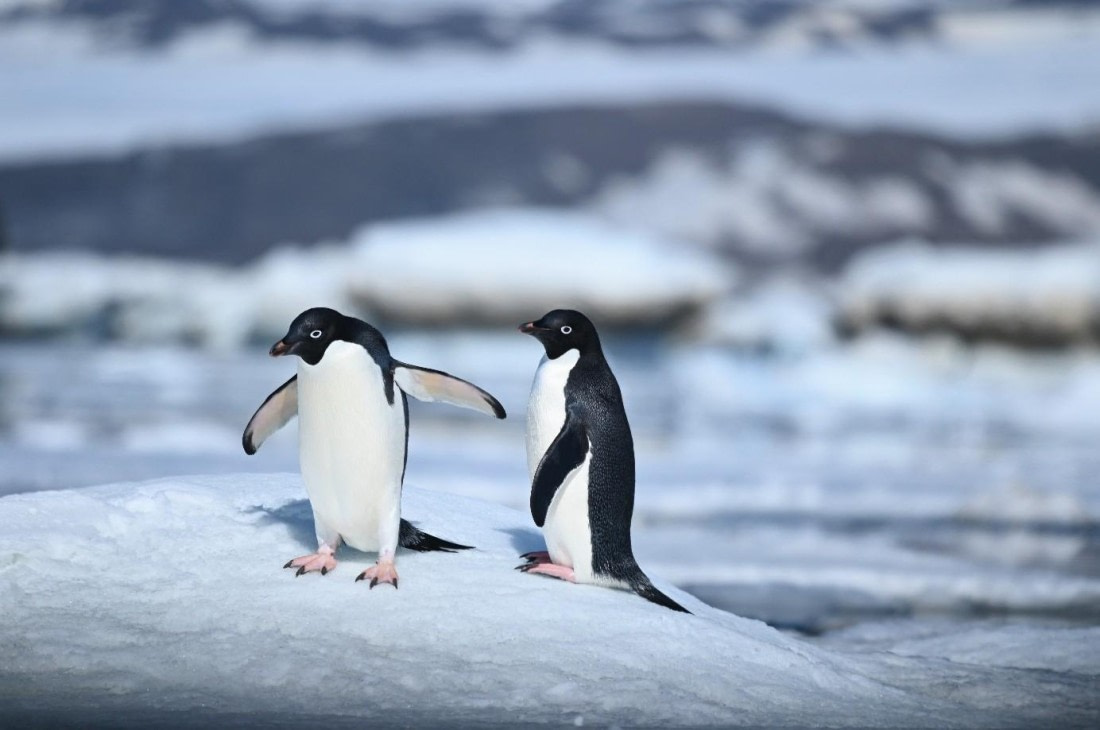 OTL21-25, Day 16, Picture55.jpg © Unknown photographer - Oceanwide Expeditions.jpg