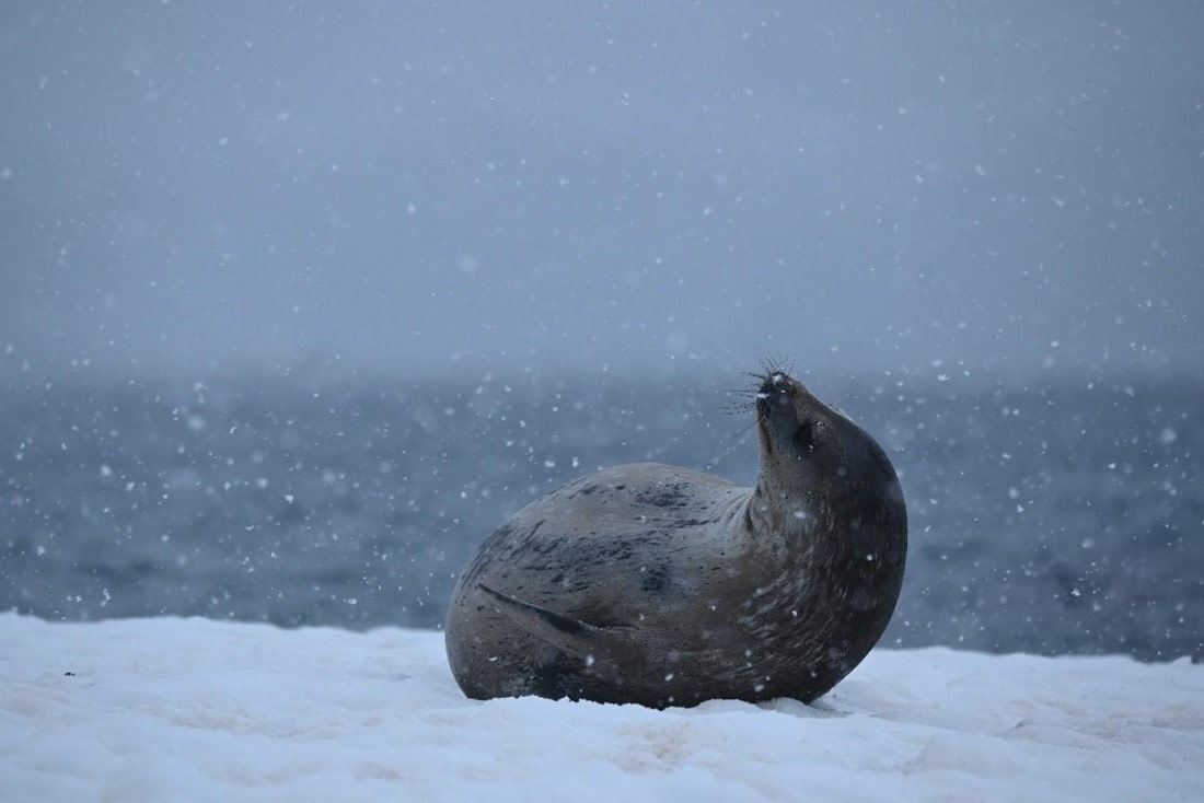 OTL21-25, Day 17, Picture58.jpg © Unknown photographer - Oceanwide Expeditions.jpg