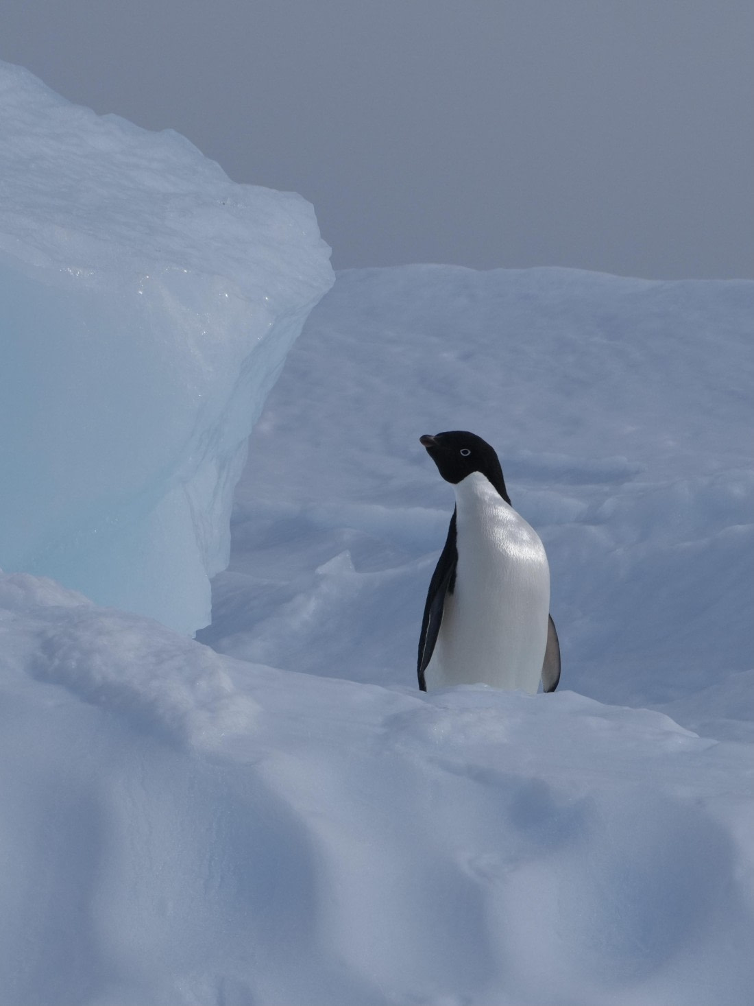 Adelie on Ice